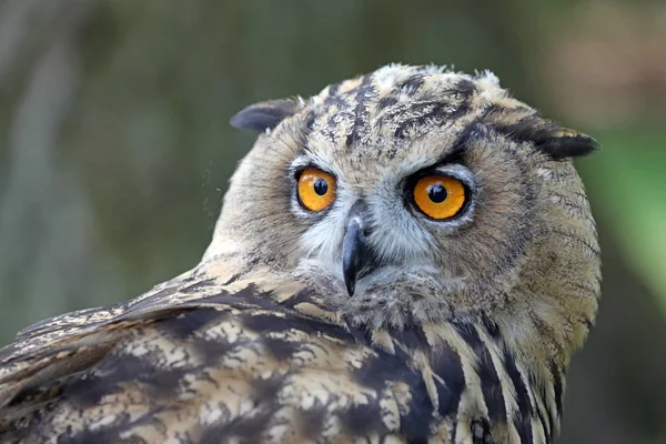 Eurasian Eagle Owl Blurred Background — Stock Photo, Image