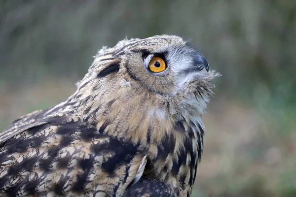 Eurasian Eagle Owl Blurred Background — Stock Photo, Image