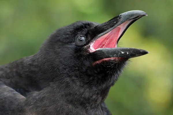 Raven Detail Černého Havrana Přírodě Rozostřeného Pozadí — Stock fotografie