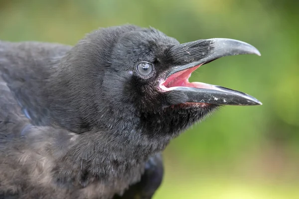 Raven Close Corvo Preto Natureza Sobre Fundo Borrado — Fotografia de Stock
