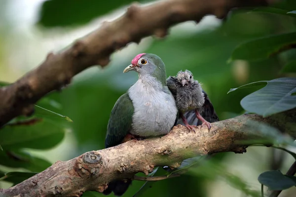 美丽的水果鸽子鸟栖息在树枝上 — 图库照片