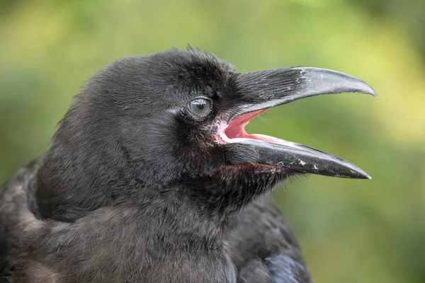 Raven close-up of black raven in nature on blurred background