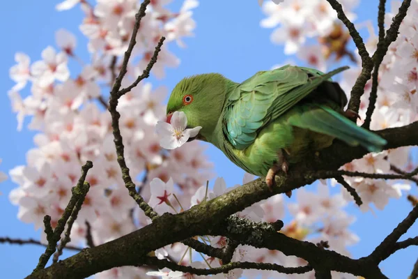 Rose Halkalı Muhabbet Kuşu Çiçek Açan Ağaçta Oturuyor — Stok fotoğraf