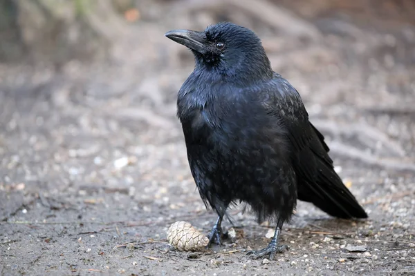 Närbild Crow Sittande Marken Och Tittar Bort — Stockfoto