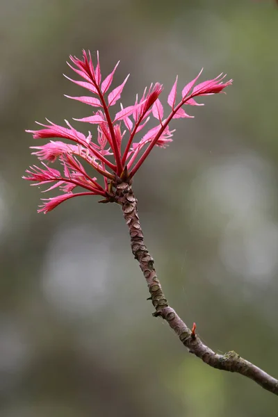 Twig of Toona sinensis 'Flamingo' — Stok fotoğraf