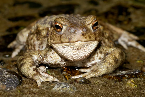 Ropucha Szara Bufo Bufo Toadfly Larwy Lucilia Bufonivora Pobliżu Jego — Zdjęcie stockowe