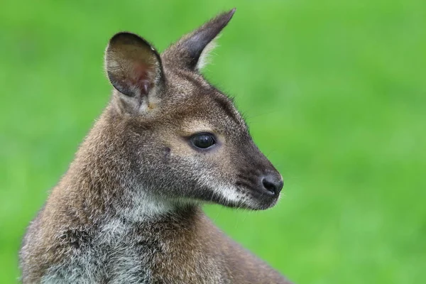 Wallaby dal collo rosso — Foto Stock