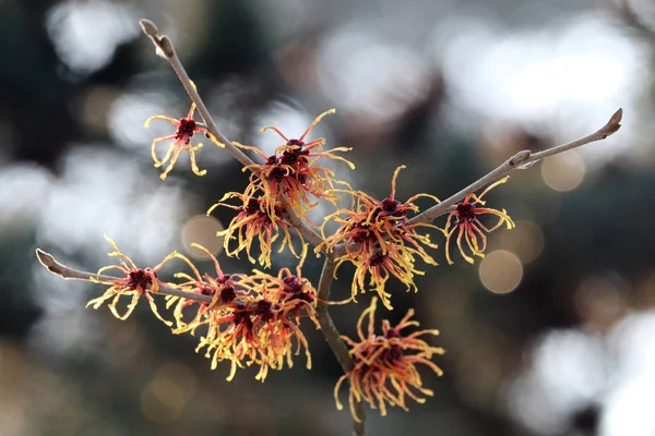 Witch Hazel Närbild Bakgrund — Stockfoto