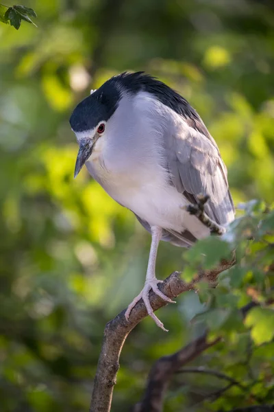 Black Crowned Night Heron Tree Branch — Stock Photo, Image
