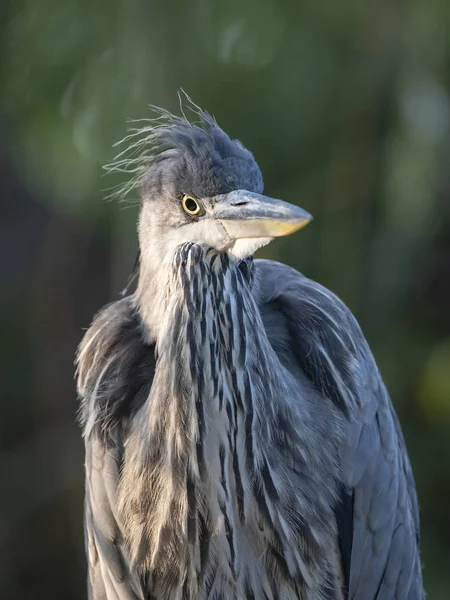 Grey Heron Perching Blurred Background — Stock Photo, Image