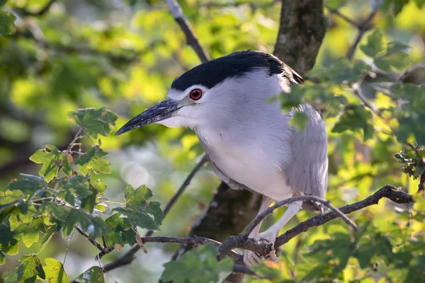 Μαύρο Στεφθεί Νύχτα Heron Κλαδί Δέντρου — Φωτογραφία Αρχείου