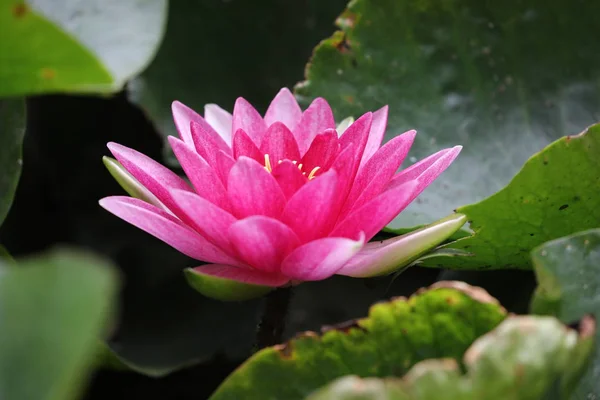 Close View Beautiful Blooming Pink Waterlily Pond — Stock Photo, Image