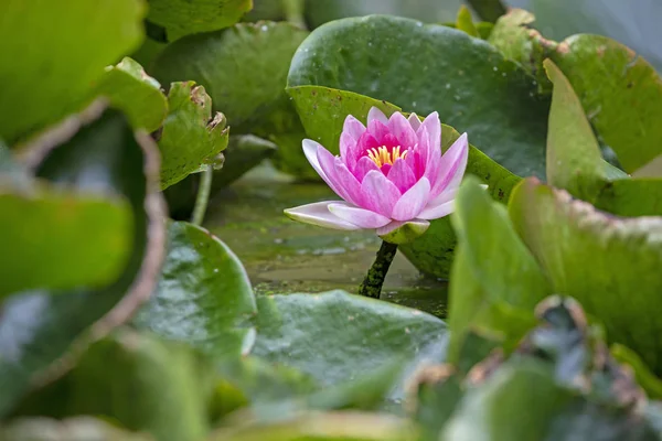 Close View Beautiful Blooming Pink Waterlily Pond — Stock Photo, Image