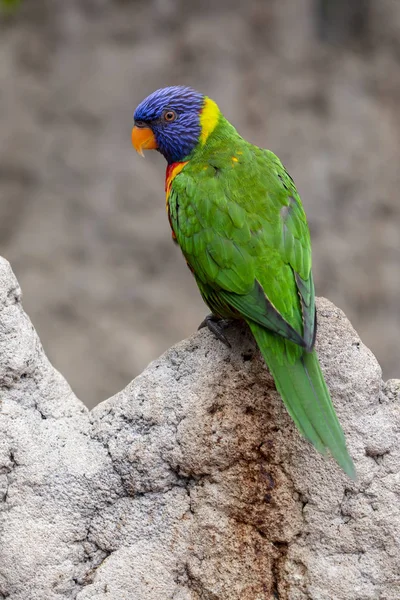美丽的彩虹洛里基鹦鹉在石头上的特写镜头视图 — 图库照片