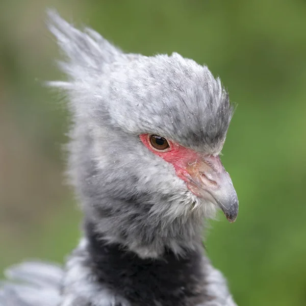 Head Beautiful Southern Screamer Wildlife Close View — Stock Photo, Image