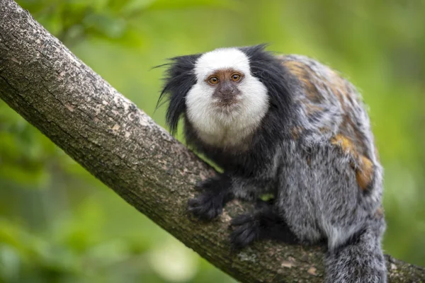 Close Bela Callithrix Geoffroyi Macaco Árvore — Fotografia de Stock