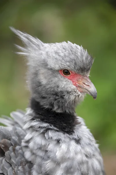 Tête Bel Oiseau Gris Dans Faune Vue Rapprochée — Photo