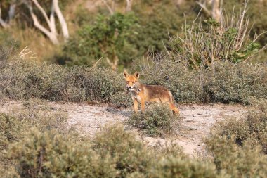 Doğal yaşam alanı içinde şirin kızıl tilki 