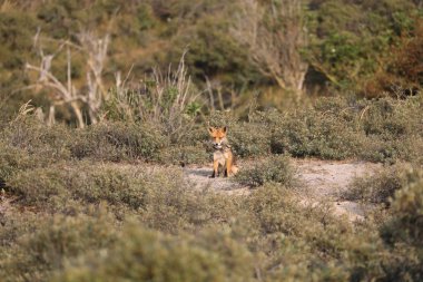Doğal yaşam alanı içinde şirin kızıl tilki 