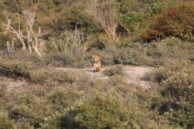 Doğal yaşam alanı içinde şirin kızıl tilki 