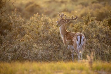 güzel kahverengi alageyik ayakta çimenlerin üzerinde günbatımında benekli
