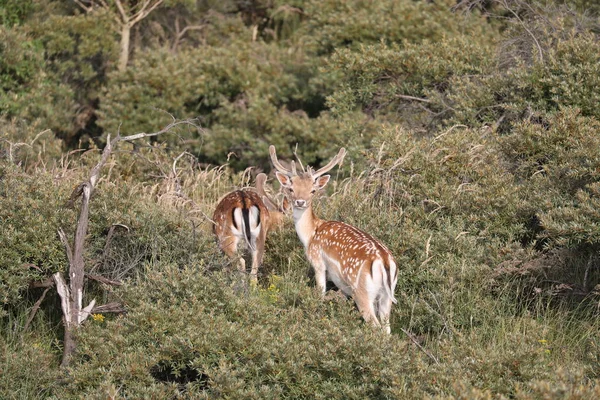 Beautiful Spotted Fallow Deer Grazing Natural Habitat — Stock Photo, Image