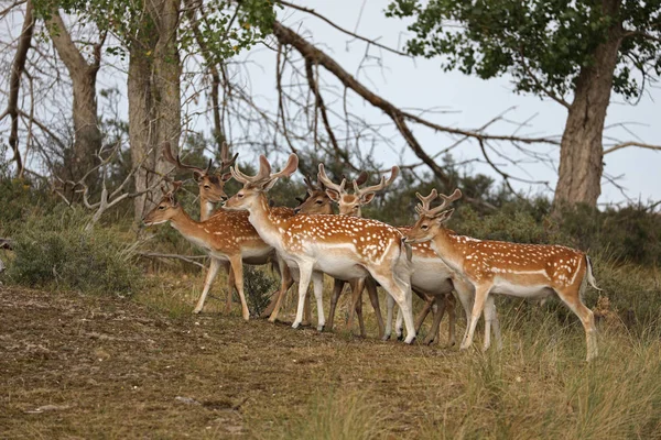 Troupeau Beaux Cerfs Tachetés Dans Forêt — Photo