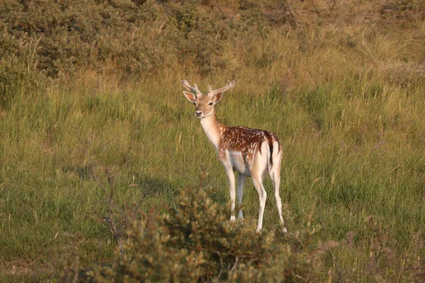 Beautiful Brown Spotted Fallow Deer Standing Grass Looking Camera — Stock Photo, Image