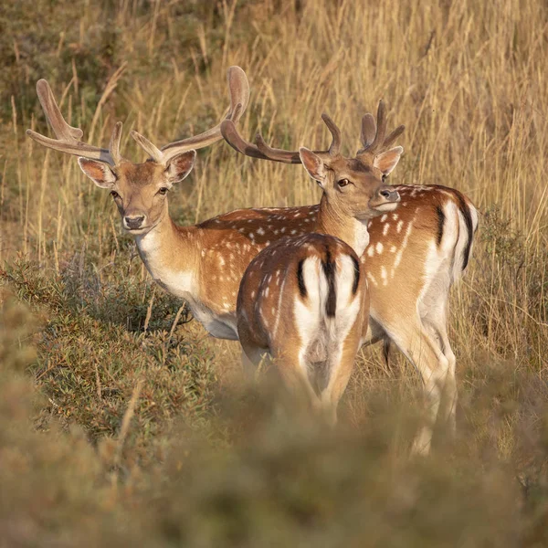 Selectieve Aandacht Van Mooie Gespot Damherten Gras — Stockfoto