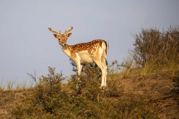 Beautiful Fallow Deer Standing Hill Wildlife — Stock Photo, Image