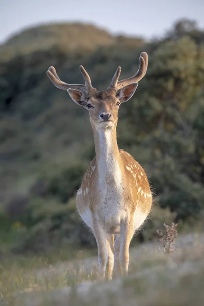 Beautiful Brown Spotted Fallow Deer Looking Camera Wildlife — Stock Photo, Image