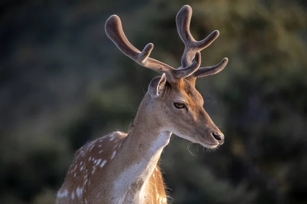 Nahaufnahme Schöner Braun Gefleckter Damhirsche Die Wildtiere Die Kamera Schauen — Stockfoto