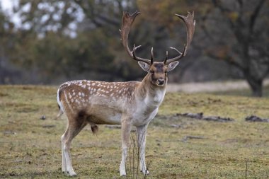 ayakta ormandaki geyik çok güzel kahverengi benekli