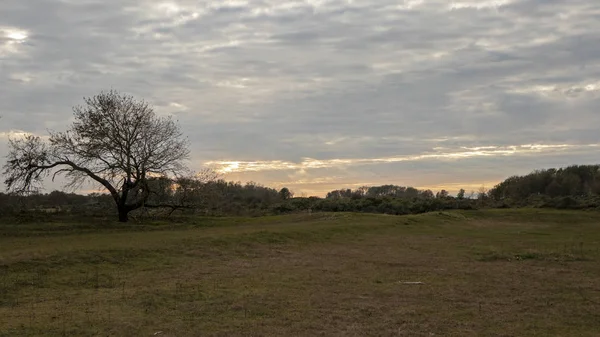 Schöne Landschaft Mit Grünen Wiesen Und Bäumen Bei Sonnenuntergang — Stockfoto
