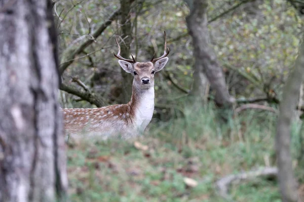 Beautiful Brown Spotted Deer Looking Camera Forest Selective Focus — Stock Photo, Image