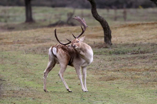 Widok Pełnej Długości Brązowy Deer Spotted Drapanie Powraca Poroża Dzikich — Zdjęcie stockowe