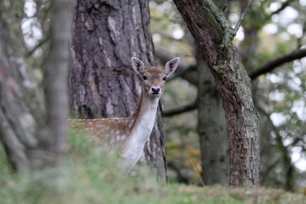 Selective Focus Beautiful Curious Deer Looking Camera Forest — Stock Photo, Image