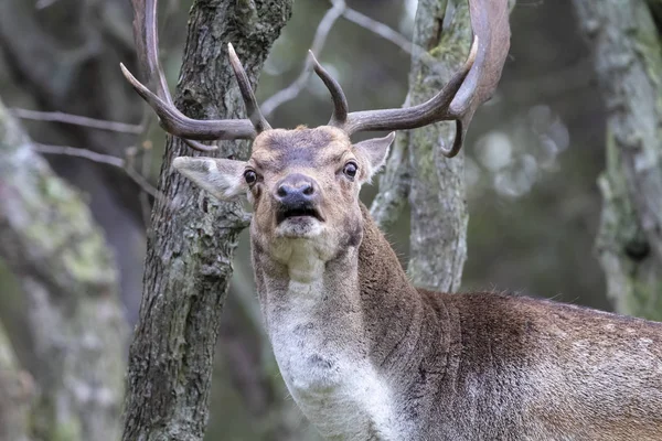 Curieux Cerf Cornu Regardant Caméra Dans Forêt — Photo