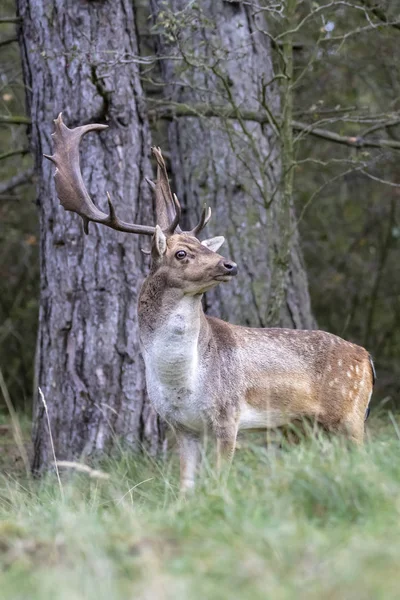 Rogaty Brown Spotted Jeleń Stojący Trawie Lesie — Zdjęcie stockowe