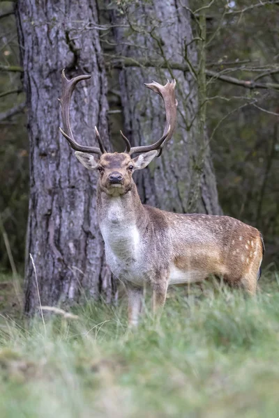 Bruin Gevlekte Herten Staande Gras Kijken Naar Camera Bos — Stockfoto