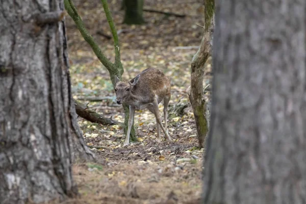 Beautiful Curious Deer Natural Habitat — Stock Photo, Image