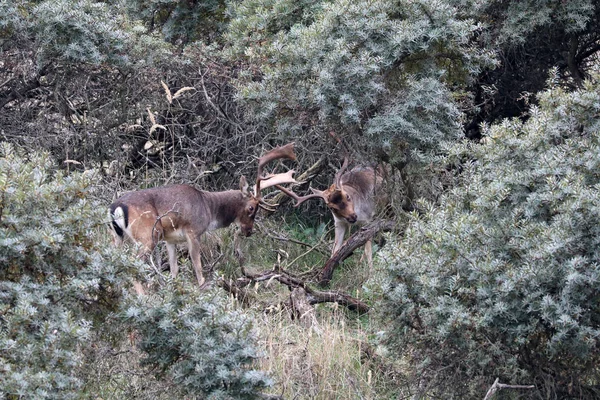 Deer Fighting Rutting Season Forest — Stock Photo, Image