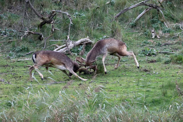 Deer Fighting Rutting Season Forest — Stock Photo, Image