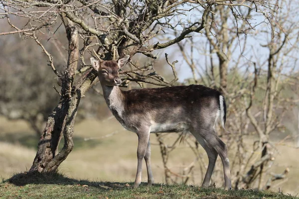 Beautiful Young Deer Standing Grass Natural Habitat — Stock Photo, Image