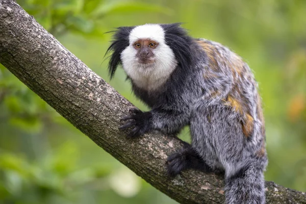 Close View Adorable Callithrix Geoffroyi Monkey Dry Branch — Stock Photo, Image