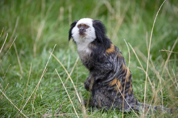 Vergrote Weergave Van Schattige Callithrix Geoffroyi Aap Groen Gras — Stockfoto