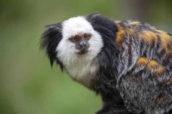 野生动物中可爱的卡利克斯 格佛罗伊猴子的特写镜头 — 图库照片