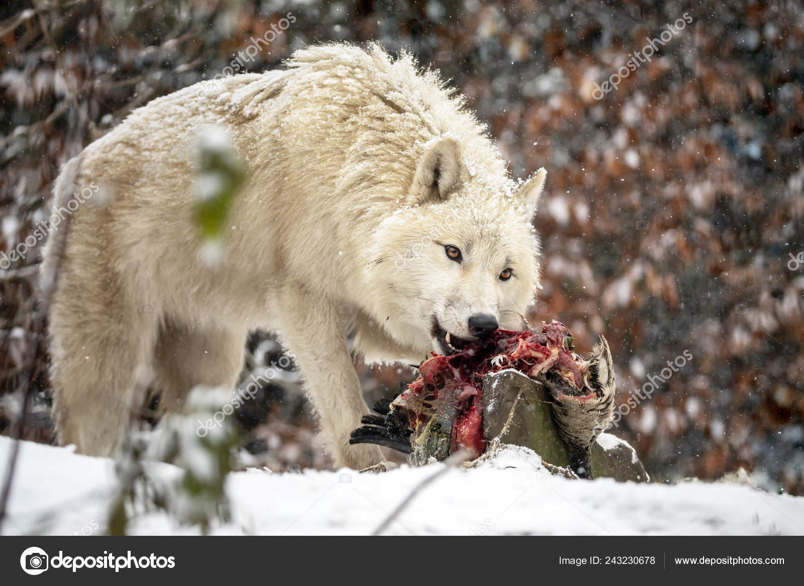 Wild Wolf Animal Eating Bird Natural Habitat Winter Stock Photo Image By C Ebfoto Wild Wolf Animal Eating Bird Natural Habitat Winter Stock Photo Image By C Ebfoto