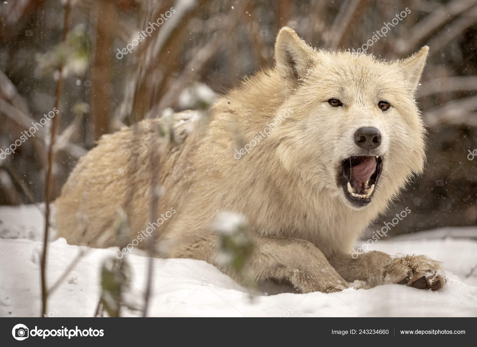 Beautiful Wild Wolf Animal Lying Snow Looking Camera Stock Photo Image By C Ebfoto Beautiful Wild Wolf Animal Lying Snow Looking Camera Stock Photo Image By C Ebfoto