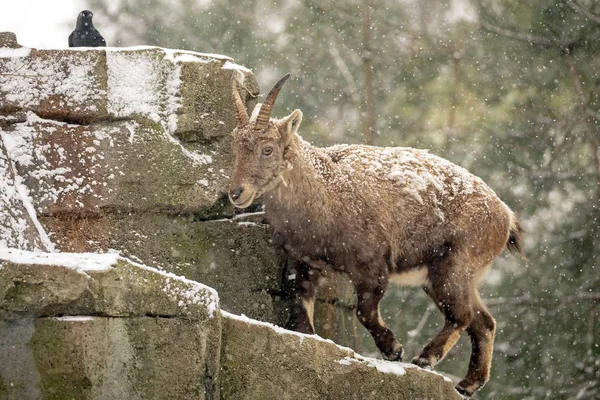 Schöne Steinböcke Auf Schneebedeckten Steinen — Stockfoto